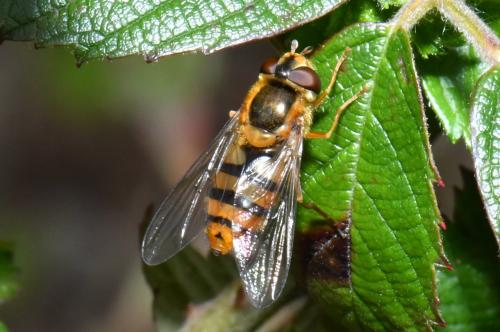 Epistrophe melanostoma